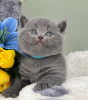 Photo №1. british shorthair - for sale in the city of Denver | 200$ | Announcement № 118027