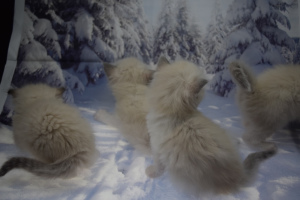 Photo №4. I will sell ragdoll in the city of Samara. from nursery - price - Negotiated