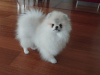Photo №1. pomeranian - for sale in the city of Warsaw | Is free | Announcement № 98842