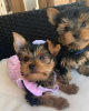 Photo №1. yorkshire terrier - for sale in the city of Berlin | 240$ | Announcement № 42917