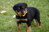 Photo №3. Entzückende Rottweiler-Welpen stehen zur Adoption zur Verfügung. Germany