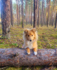 Photo №1. shetland sheepdog - for sale in the city of Kaunas | Is free | Announcement № 122734