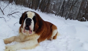 Photo №3. Proposed St. Bernard male for mating. in Russian Federation. Announcement № 1559