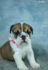 Photo №1. english bulldog - for sale in the city of Rome | 370$ | Announcement № 110891