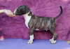 Additional photos: Standard Bull Terrier puppies