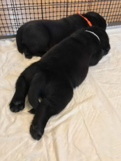 Photo №3. Black Labrador puppies from Prima Florey kennel. Russian Federation