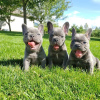 Photo №1. french bulldog - for sale in the city of Berlin | negotiated | Announcement № 68897