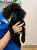 Photo №2 to announcement № 123070 for the sale of poodle (toy) - buy in Germany breeder