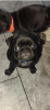 Photo №4. I will sell pug in the city of Belgorod. private announcement - price - 450$