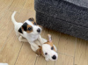 Photo №3. Jack Russel Puppies available for a new home.. Finland