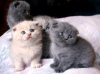 Photo №1. scottish fold - for sale in the city of Brussels | 211$ | Announcement № 105493