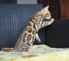 Additional photos: Cool bengal kittens