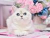 Photo №4. I will sell british shorthair in the city of Dnipro. from nursery, breeder - price - 800$