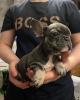 Photo №4. I will sell french bulldog in the city of Saarbrücken. private announcement - price - 380$