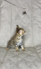 Photo №2 to announcement № 26099 for the sale of savannah cat - buy in Russian Federation from nursery