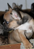 Additional photos: EXOTIC French Bulldog puppies