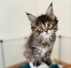 Photo №4. I will sell maine coon in the city of Санкт-Мориц. private announcement - price - 423$