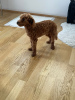 Photo №1. poodle (toy) - for sale in the city of Linz | 2642$ | Announcement № 103350