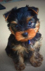 Photo №2 to announcement № 87462 for the sale of yorkshire terrier - buy in United States breeder