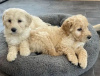 Photo №1. non-pedigree dogs - for sale in the city of Kiev | 400$ | Announcement № 18205