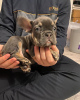 Photo №1. french bulldog - for sale in the city of Saarbrücken | 380$ | Announcement № 127365