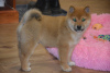 Photo №2 to announcement № 98986 for the sale of shiba inu - buy in Finland private announcement