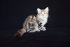 Photo №1. siberian cat - for sale in the city of Almaty | 300$ | Announcement № 7974