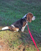 Additional photos: Two beautiful beagle puppies for sale