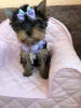 Photo №2 to announcement № 14930 for the sale of yorkshire terrier - buy in Belarus from nursery