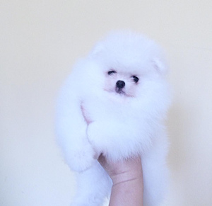 Photo №1. pomeranian - for sale in the city of Krasnodar | negotiated | Announcement № 2370