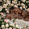 Photo №1. dachshund - for sale in the city of Berlin | 264$ | Announcement № 100222