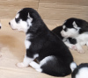 Additional photos: Husky babies