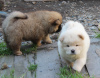 Photo №1. chow chow - for sale in the city of Novosibirsk | negotiated | Announcement № 5590