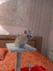 Photo №2 to announcement № 102443 for the sale of british shorthair - buy in France breeder