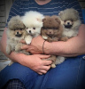Photo №1. pomeranian - for sale in the city of Minsk | 226$ | Announcement № 106818