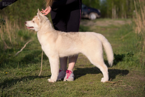 Additional photos: For sale a very beautiful bred girl of the SIBERIAN HUSKEY