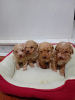 Additional photos: Maltipoo puppies