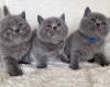 Photo №1. british shorthair - for sale in the city of Афины | negotiated | Announcement № 92623