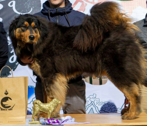 Photo №3. Mongolian Banhar puppy. Russian Federation