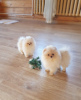 Photo №1. pomeranian - for sale in the city of Jyväskylä | 634$ | Announcement № 34540