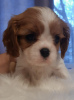 Photo №1. cavalier king charles spaniel - for sale in the city of Daugavpils | 1268$ | Announcement № 97025