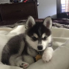 Photo №1. siberian husky - for sale in the city of Reykjavík | negotiated | Announcement № 77725