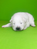 Photo №4. I will sell samoyed dog in the city of Pskov. from nursery, breeder - price - negotiated