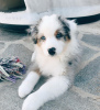 Photo №2 to announcement № 88544 for the sale of australian shepherd - buy in Sweden private announcement