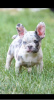 Photo №4. I will sell french bulldog in the city of Stari Banovci. breeder - price - negotiated