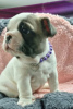 Photo №2 to announcement № 98238 for the sale of french bulldog - buy in Germany private announcement