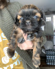 Photo №1. shih tzu - for sale in the city of West New York | 220$ | Announcement № 53167