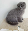 Photo №1. scottish fold - for sale in the city of Антверпен | negotiated | Announcement № 75554