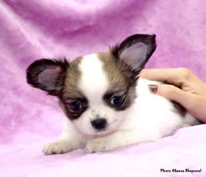 Photo №2 to announcement № 4053 for the sale of chihuahua - buy in Russian Federation private announcement, breeder