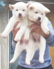 Photo №2 to announcement № 8731 for the sale of akita - buy in Isle of Man 